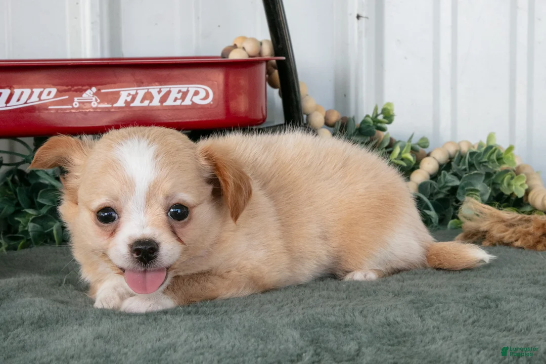 Chihuahua dogs for sale: Luna - Ad 2