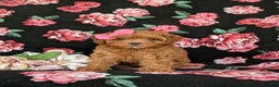 Shihpoo dogs for sale: Adelle - Ad 1
