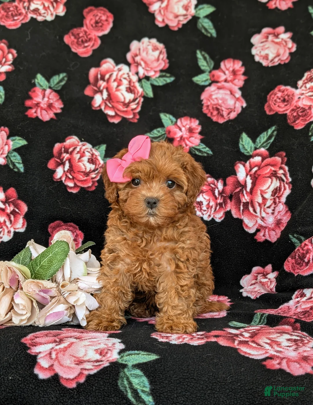 Shihpoo dogs for sale: Adelle - Ad 1