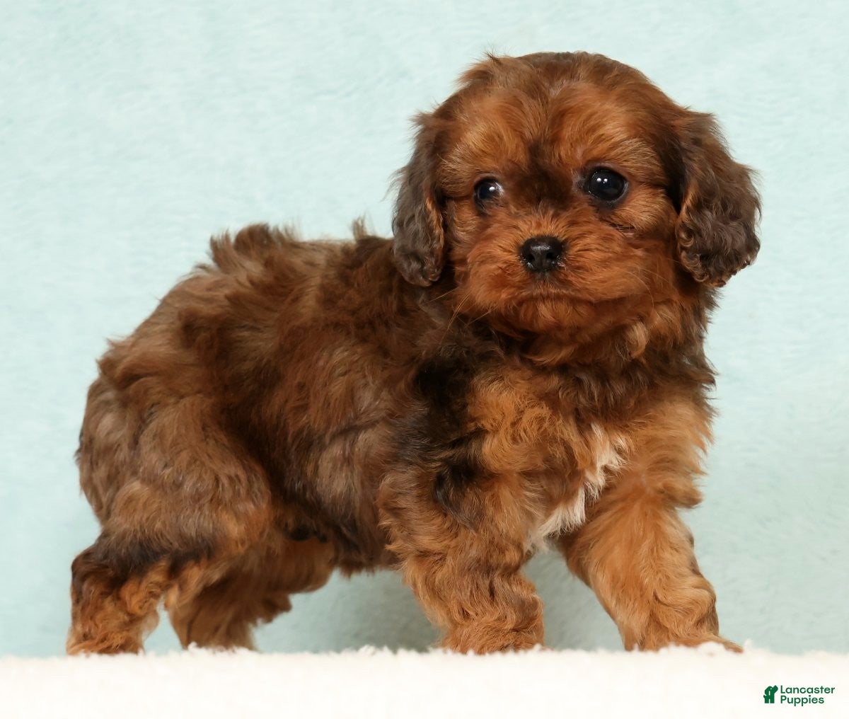 Cavapoo dogs Lucy - Ad 2