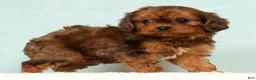 Cavapoo dogs for sale: Lucy - Ad 2