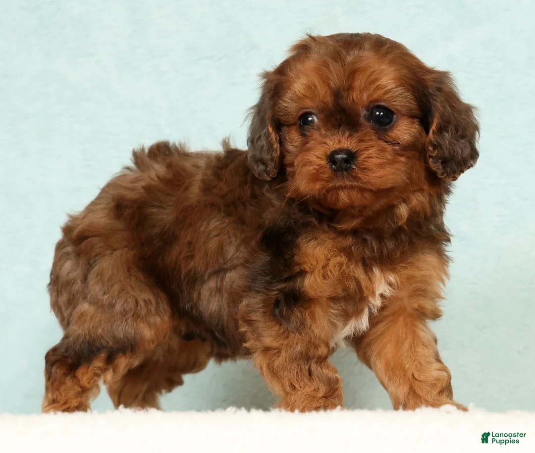 Cavapoo dogs for sale: Lucy - Ad 2