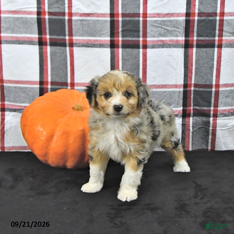 Mini Aussiedoodle dogs Dayci - Ad 2