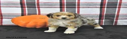 Mini Aussiedoodle dogs for sale: Dayci - Ad 2