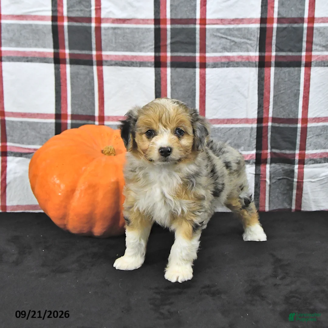 Mini Aussiedoodle dogs for sale: Dayci - Ad 2
