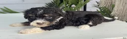 Mini Bernedoodle dogs for sale: Malta - Ad 3