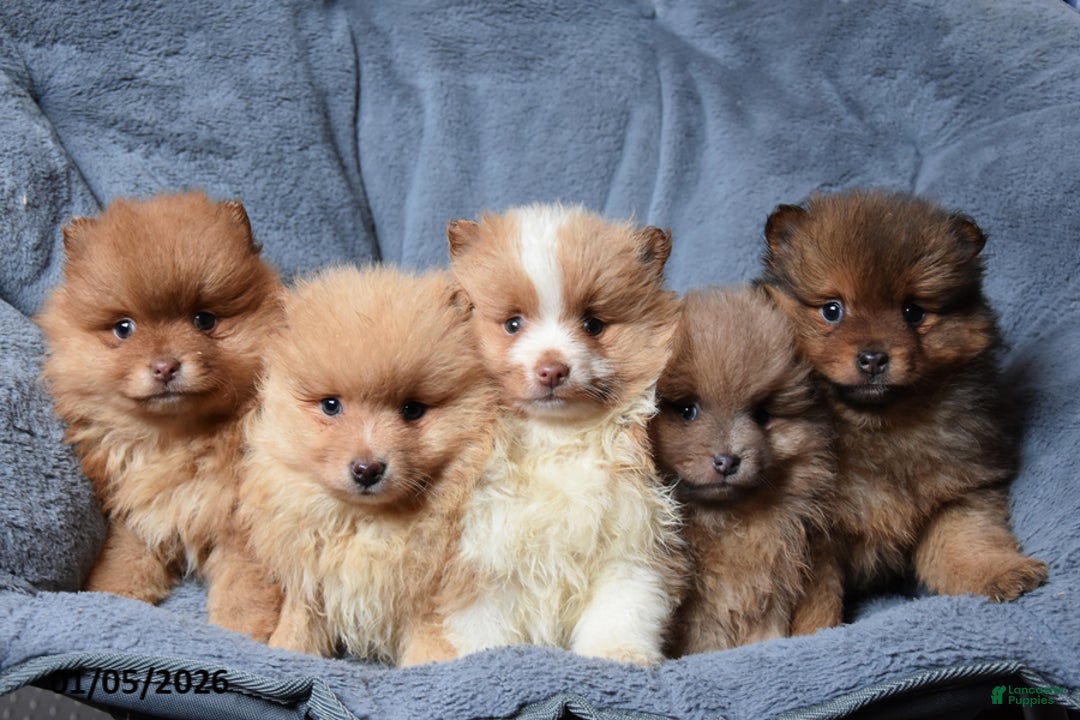 Pomeranian dogs for sale: Ranger - Ad 3