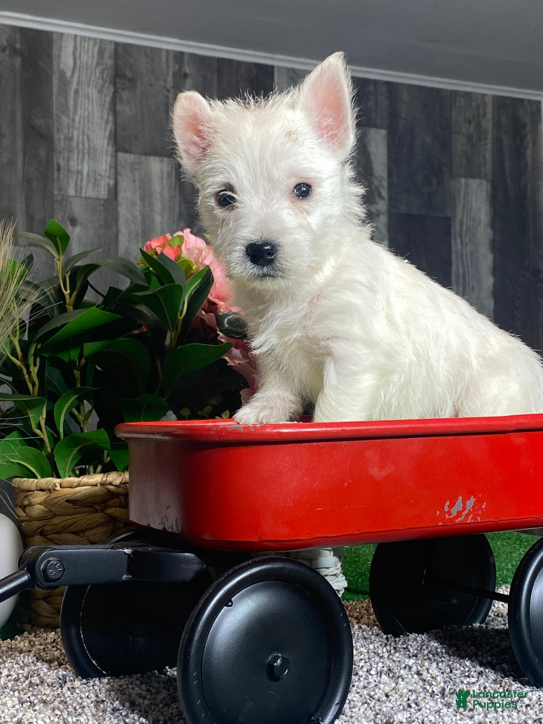 West Highland Terrier dogs for sale: Willy - Ad 5