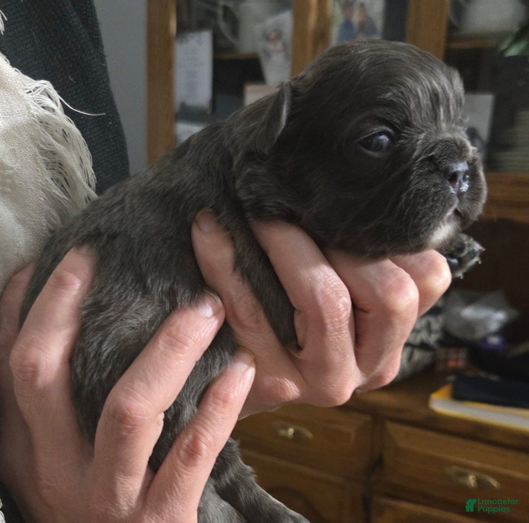 French Bulldog dogs for sale: Bluey - Ad 1