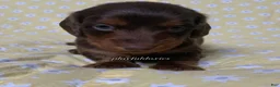 Miniature Dachshund dogs for sale: Tootsie - Ad 47