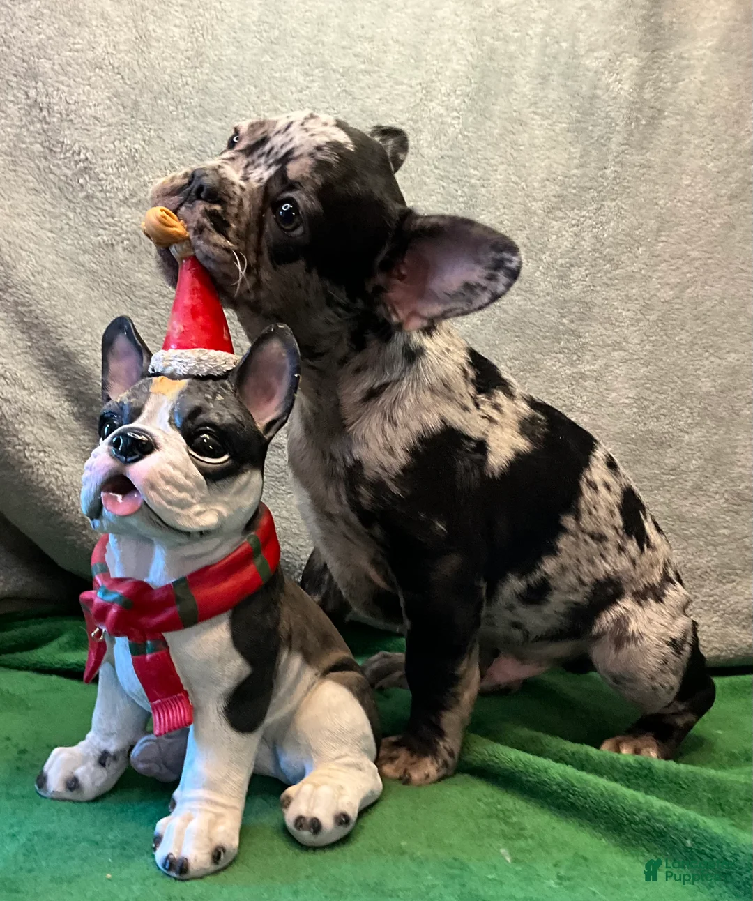 French Bulldog dogs for sale: Force  - Ad 8