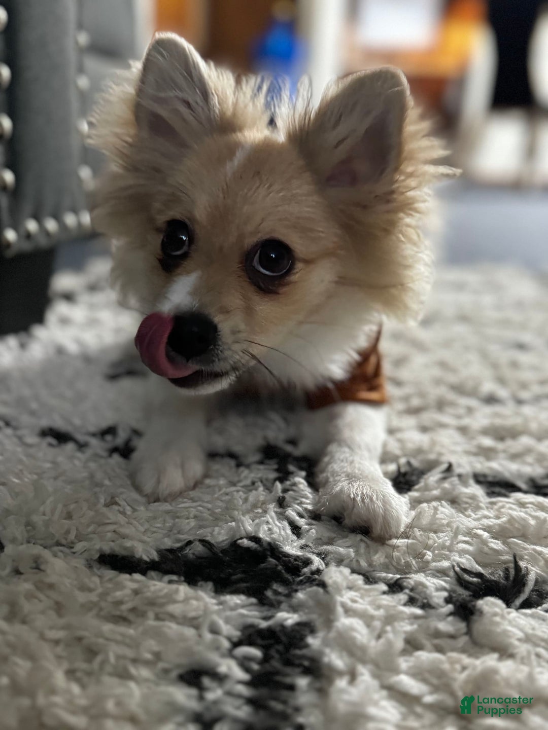 Gallery Image {{count}}