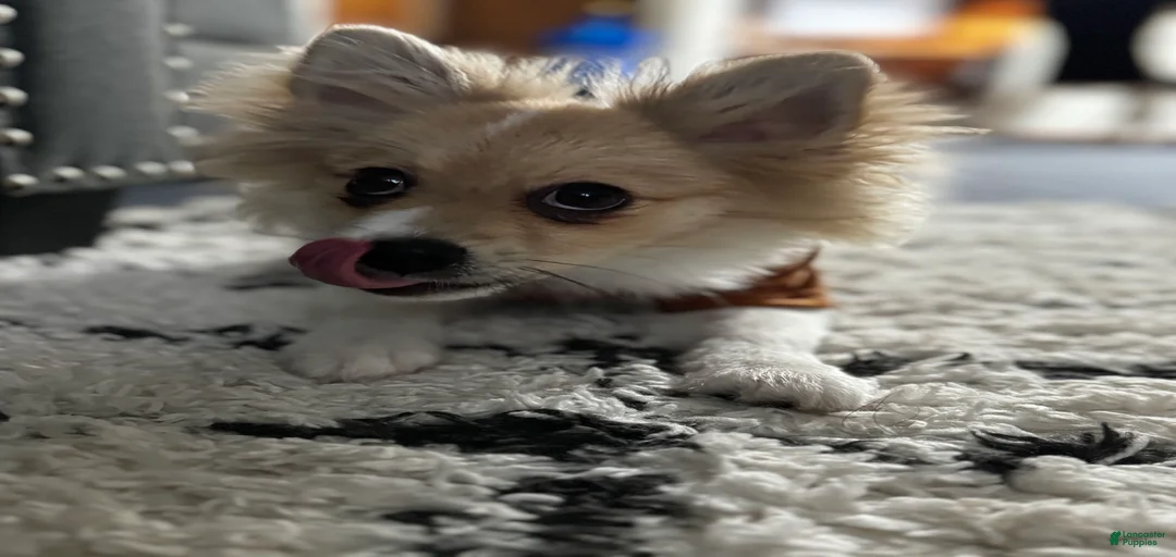 Gallery Image {{count}}