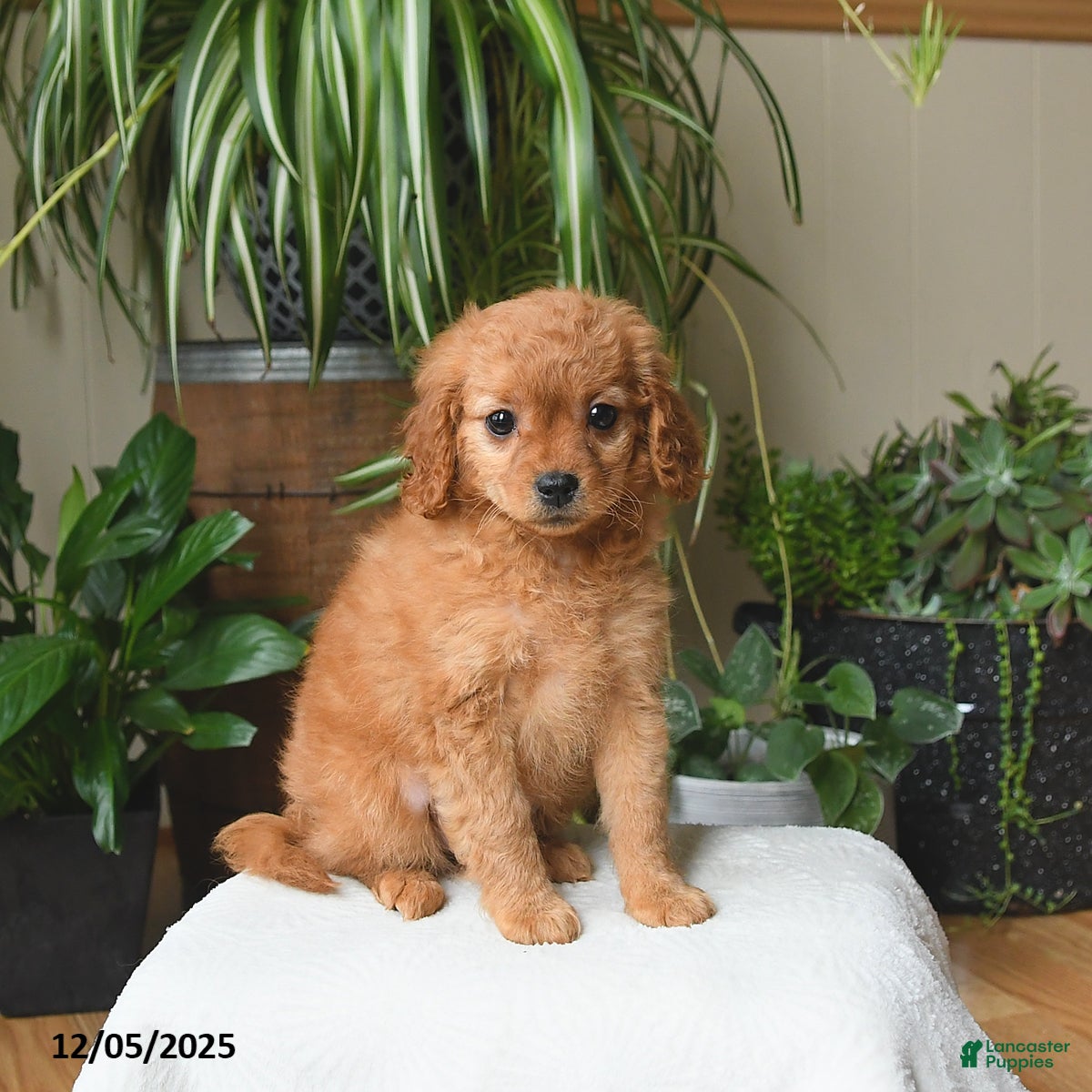 Cavapoo dogs Lola - Ad 8