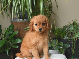 Cavapoo dogs Lola - Ad 34