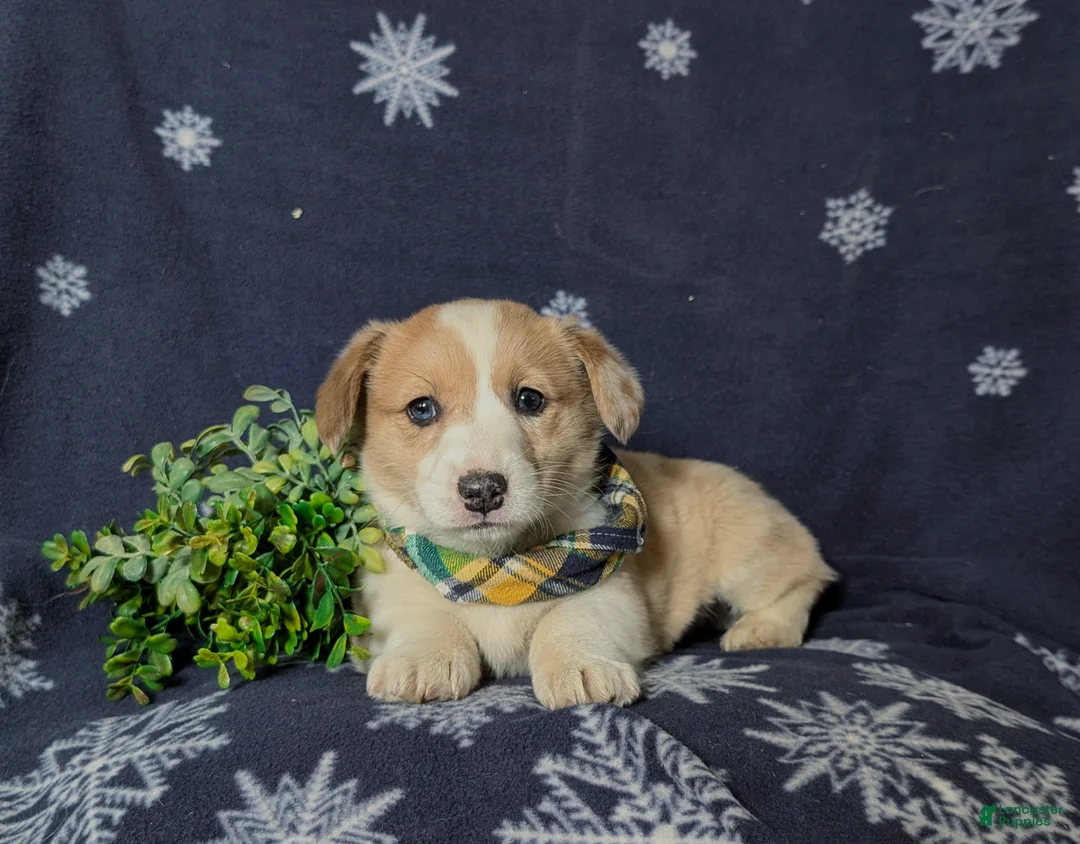 Welsh Corgi Pembroke dogs for sale: Geoffrey - Ad 5