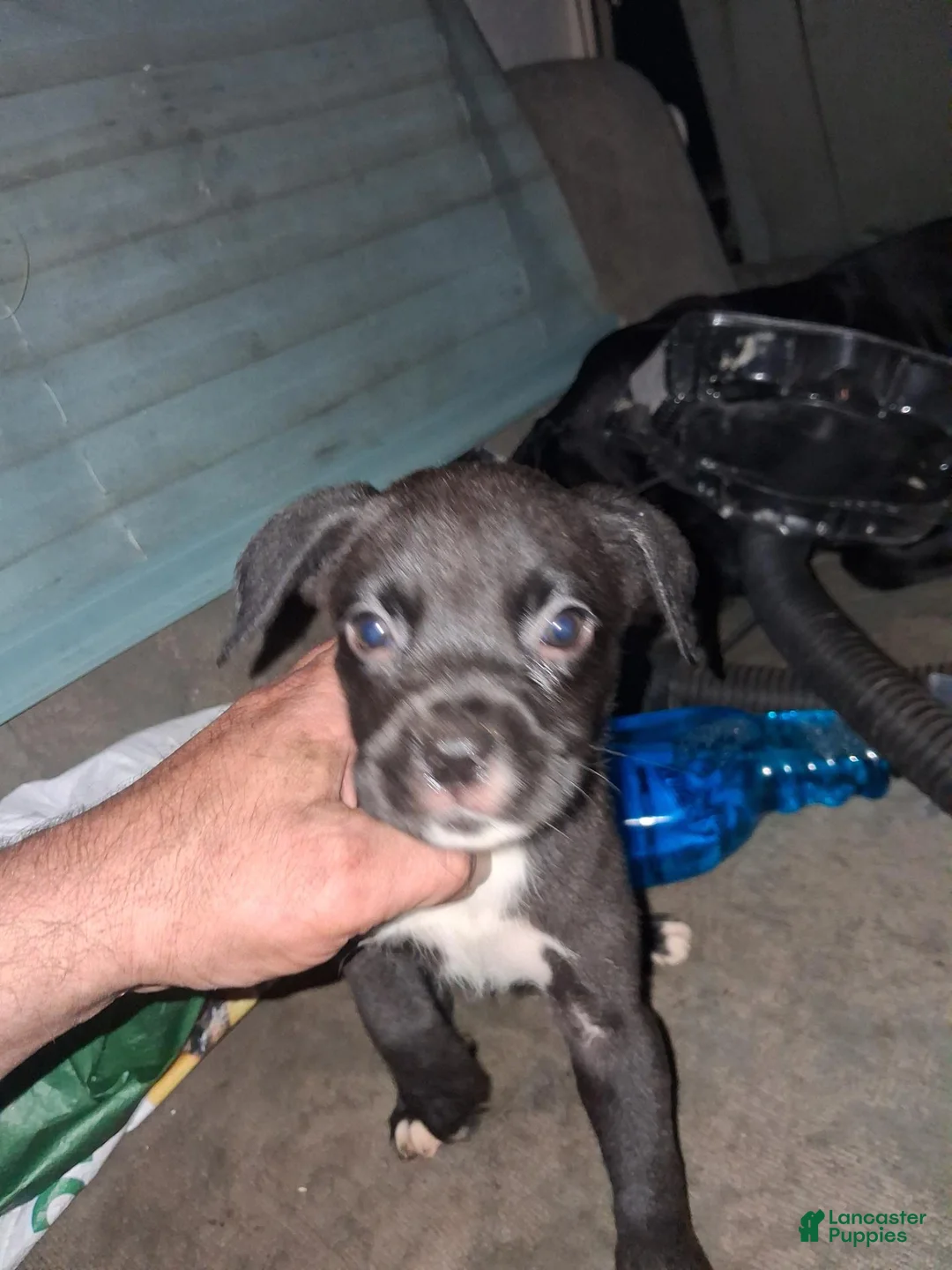 Boxador dogs for sale: Boxador 2 - Ad 2