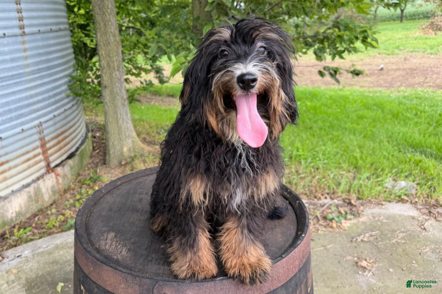 Mini Bernedoodle dogs Raphael - Ad 26