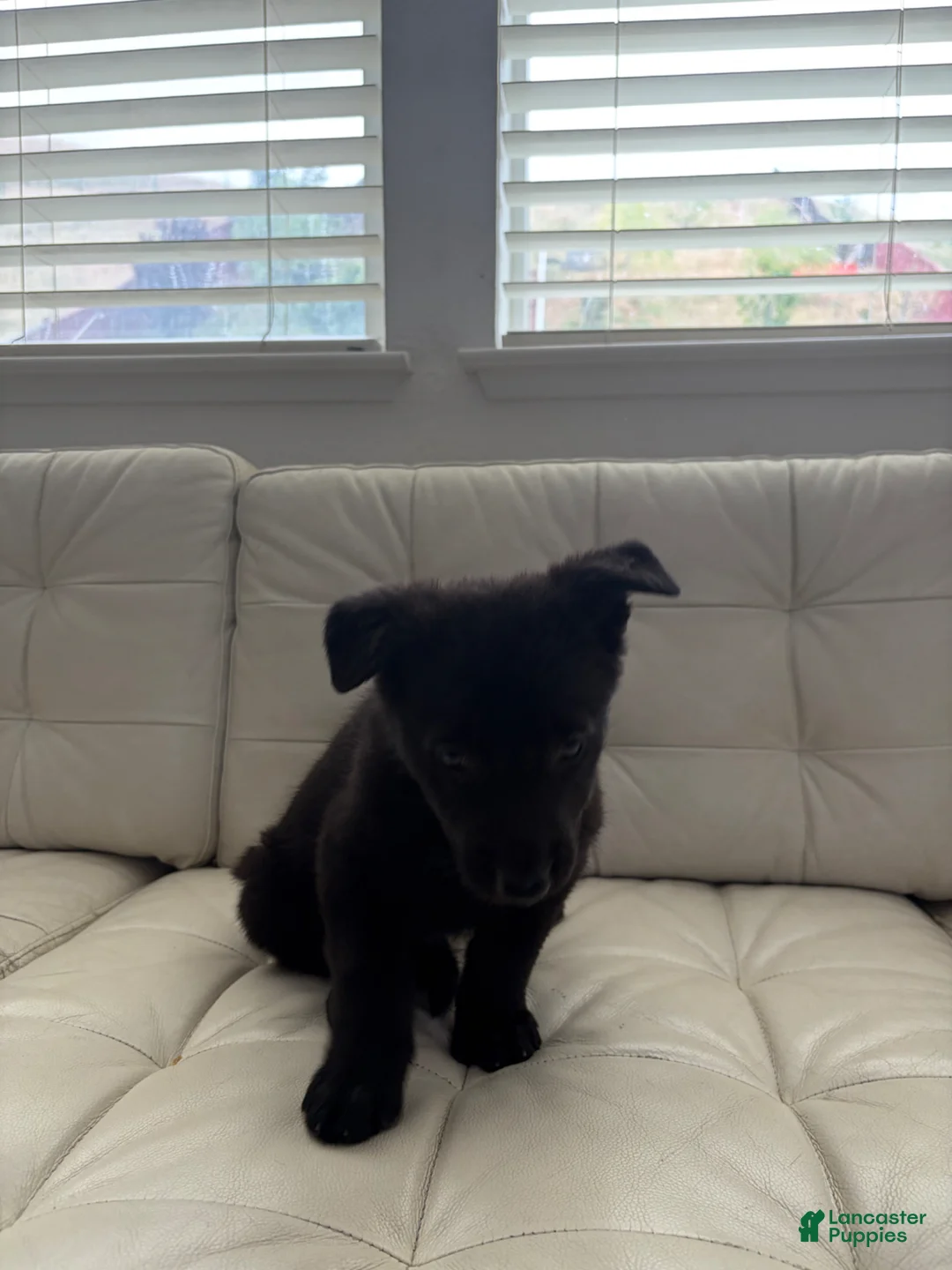 German Shepherd dogs for sale: Rin - Ad 5