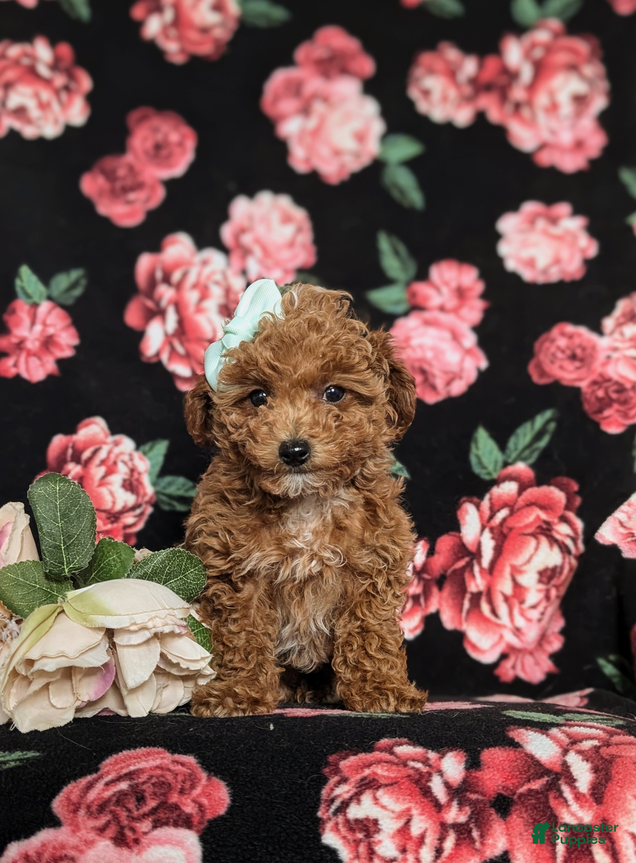 Toy Poodle dogs Brooklyn  - Ad 2