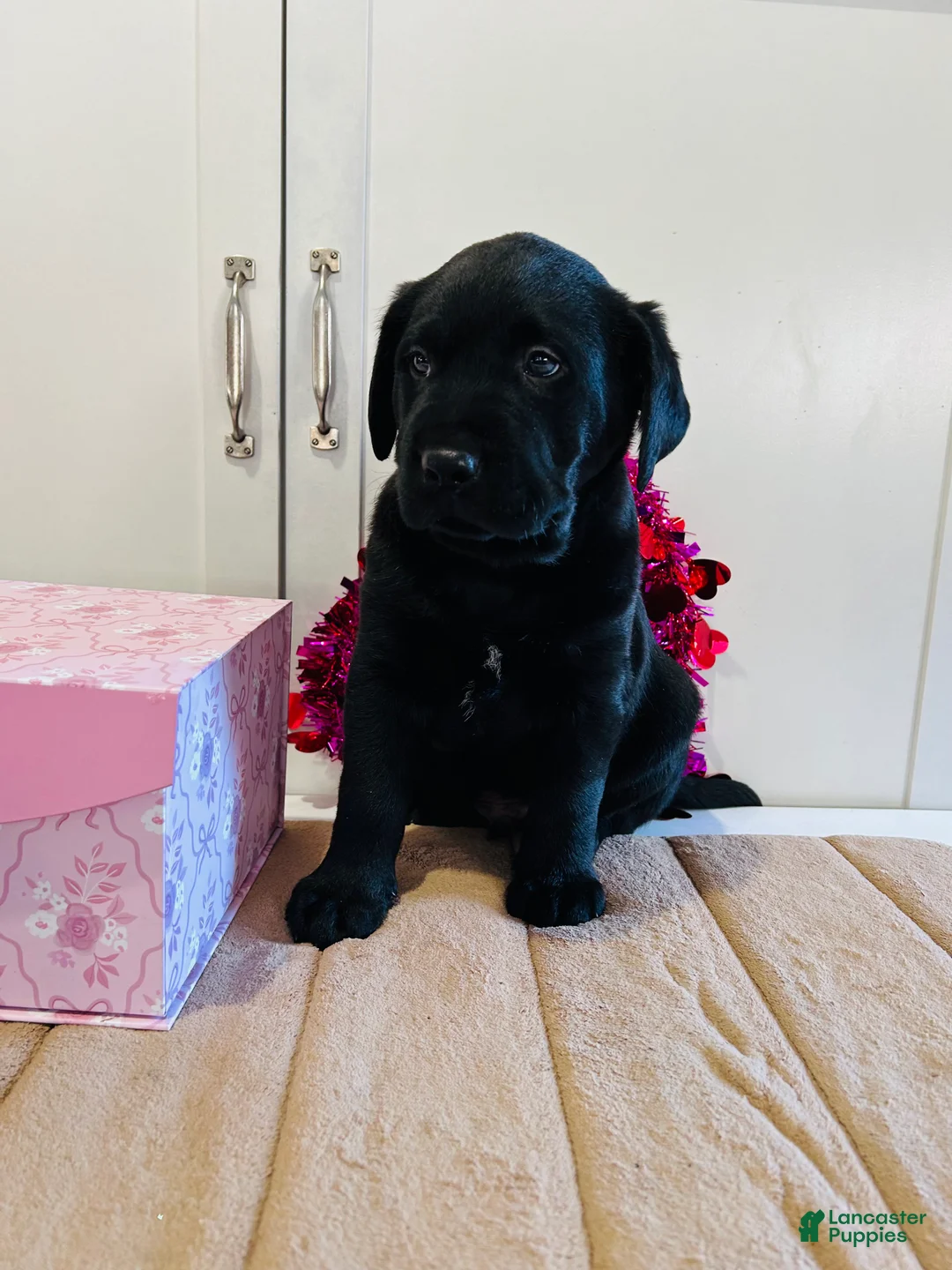 Labrador Retriever dogs for sale: Badger - Ad 9