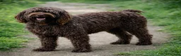 Portuguese Water Dog dogs for sale: Brie - Ad 5