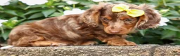 Miniature Dachshund dogs for sale: Ike💙 - Ad 11