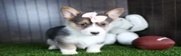 Welsh Corgi Pembroke dogs for sale: Roxanne - Ad 9