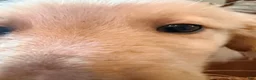 Mixed Breed dogs for sale: Mixed Breed 2 - Ad 2