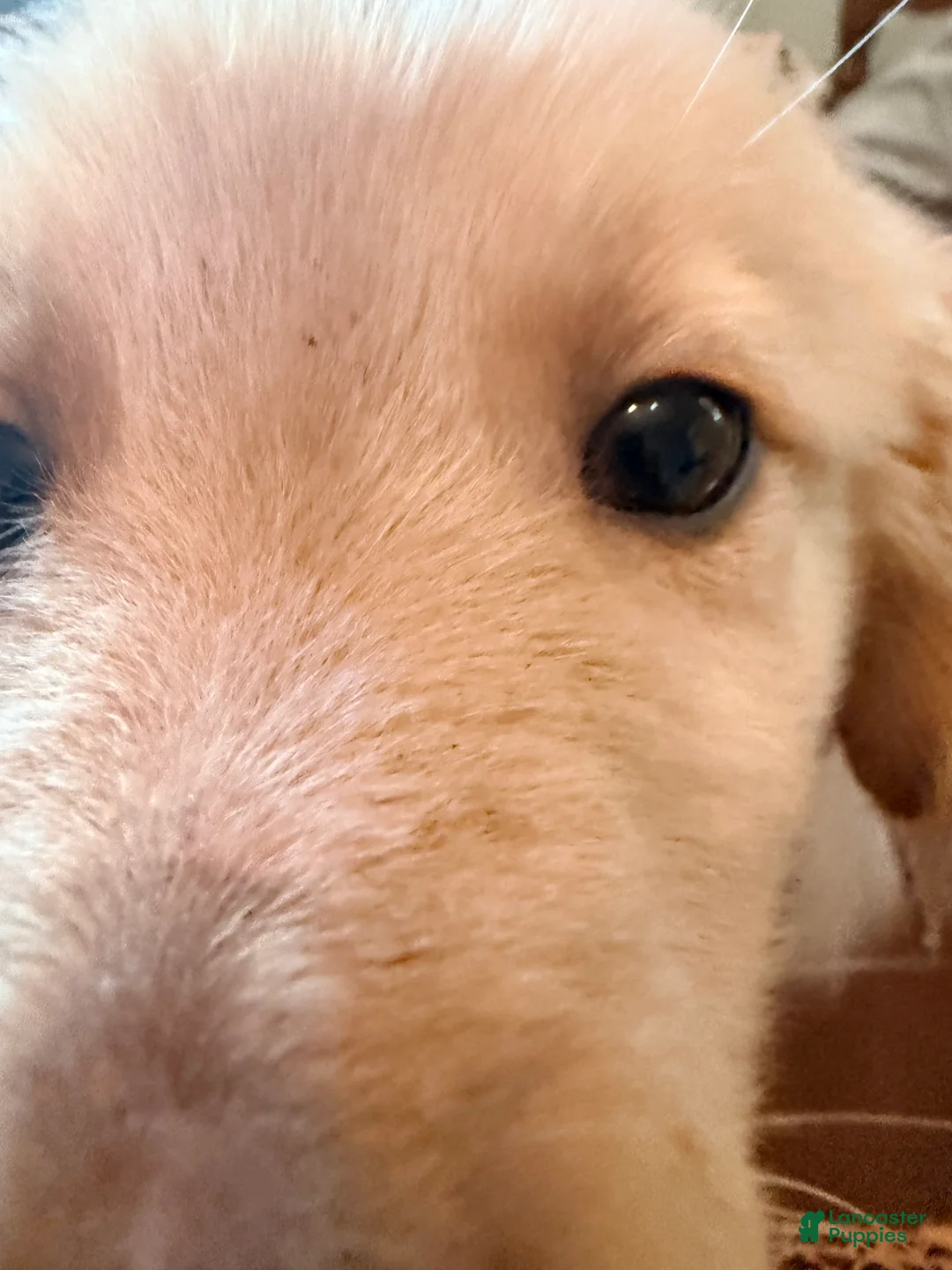 Mixed Breed dogs for sale: Mixed Breed 2 - Ad 2