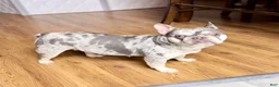 French Bulldog dogs for sale: Mellow - Ad 5
