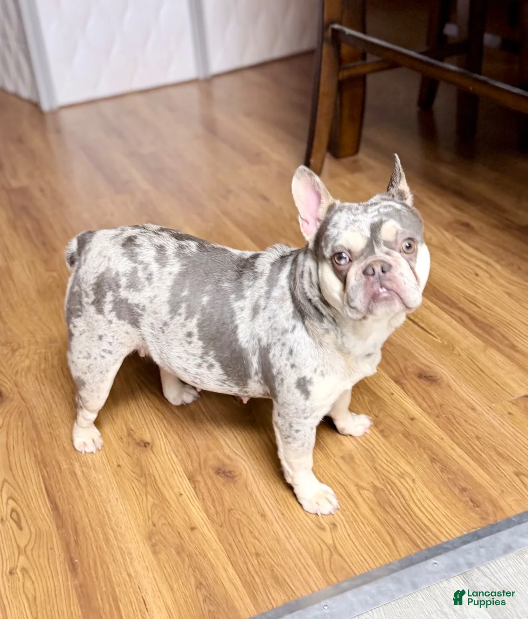 French Bulldog dogs for sale: Mellow - Ad 5