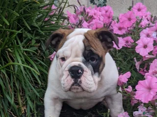 English Bulldog dogs - Ad 41