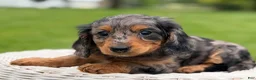 Miniature Dachshund dogs for sale: Maple - Ad 6
