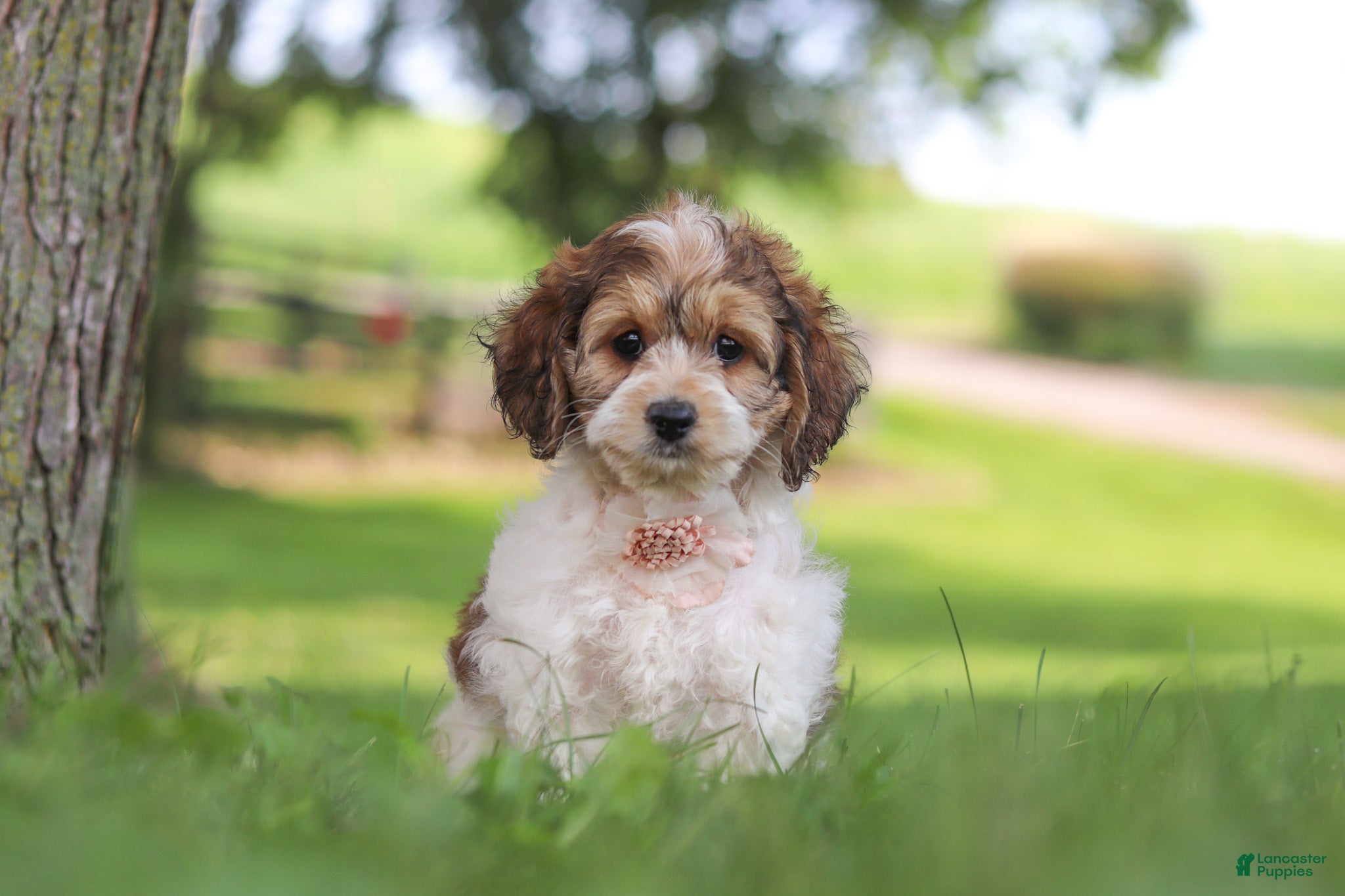 Cockapoo dogs Angela - Ad 2