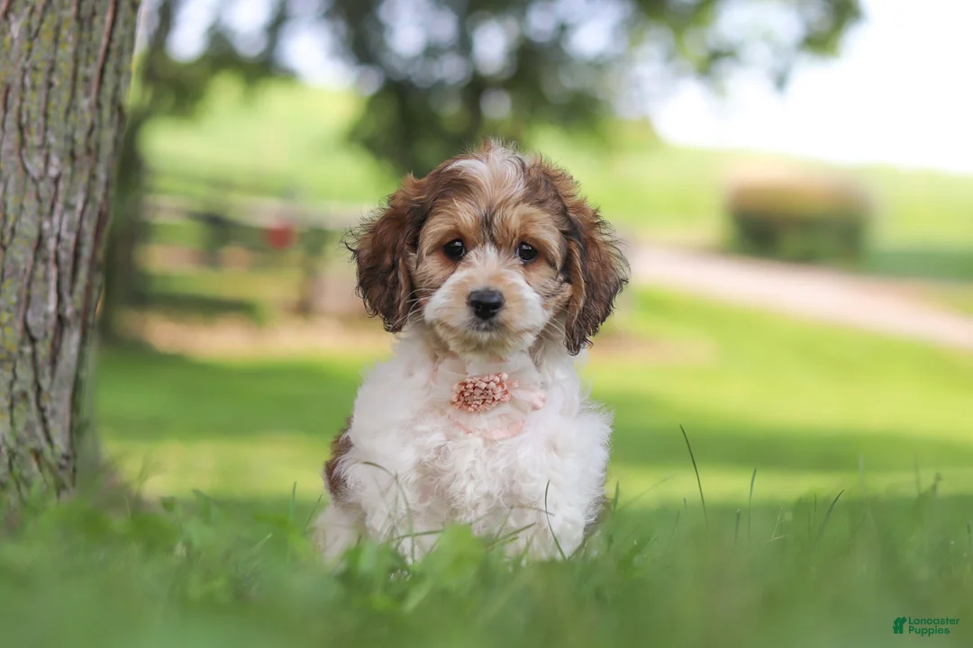 Cockapoo dogs for sale: Angela - Ad 2