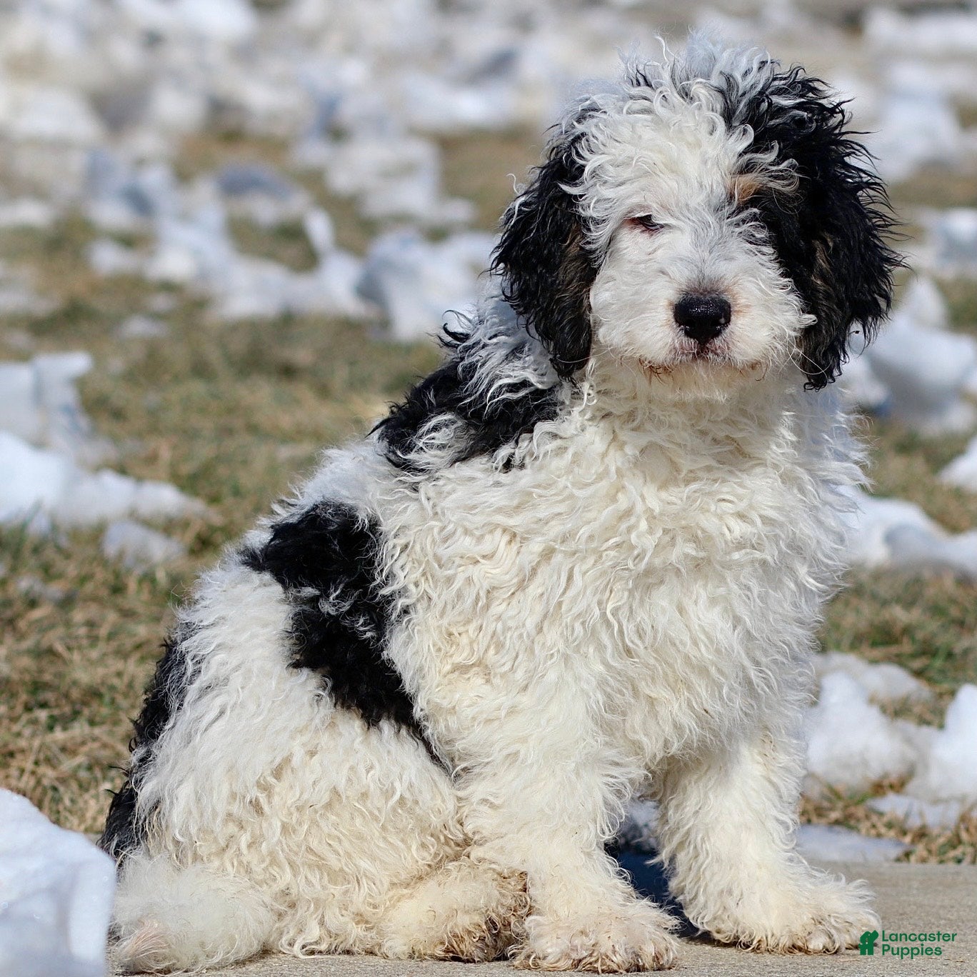 Mini Bernedoodle dogs Gizmo - Ad 1
