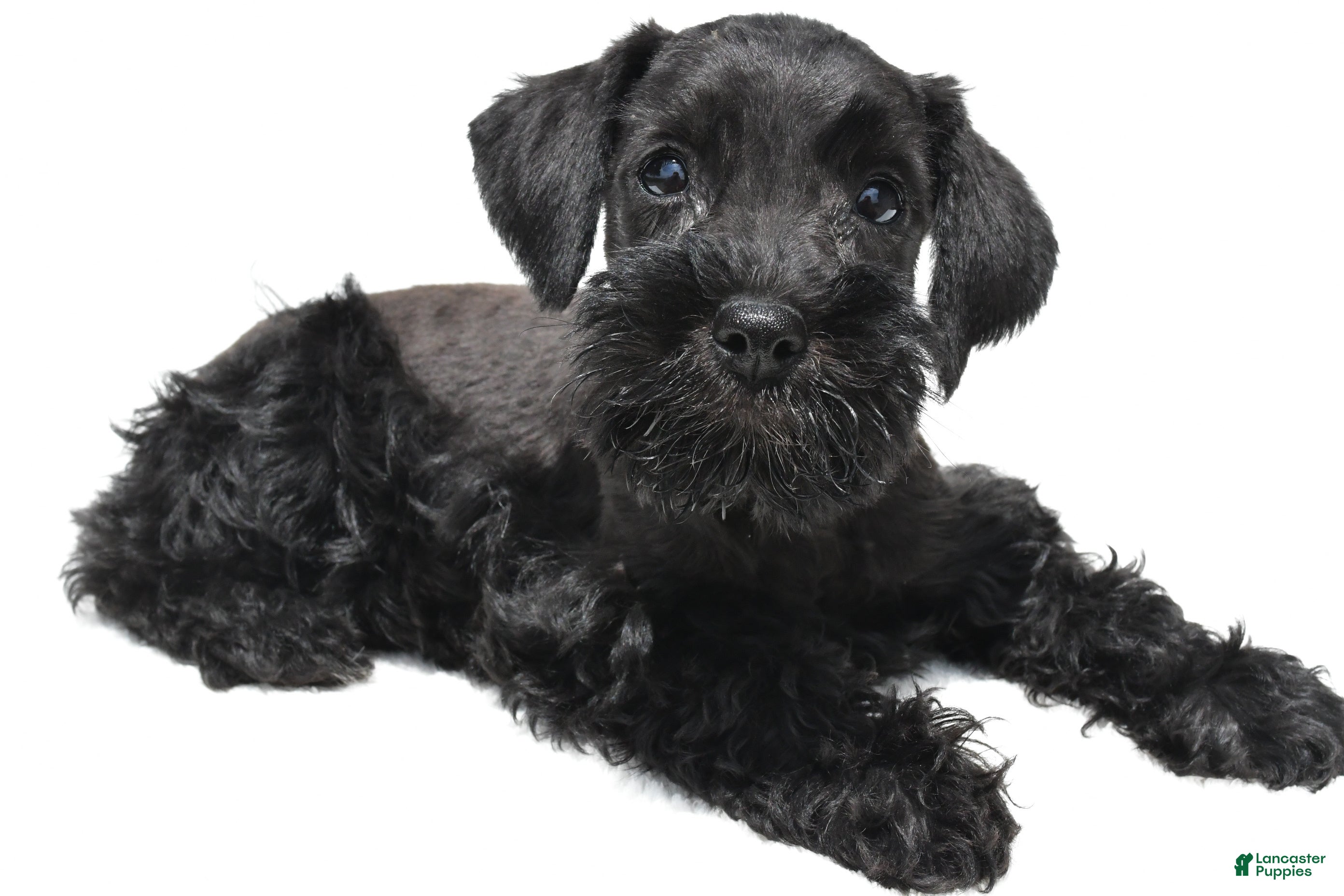 Schnoodle dogs Ellie - Ad 1
