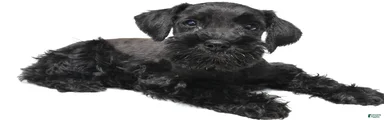 Ellie