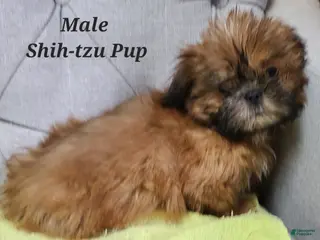 Shih Tzu dogs Shih Tzu Puppy (Green Collar) - Ad 23