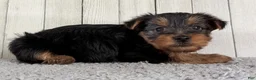 Yorkshire Terrier dogs for sale: Axel - Ad 5