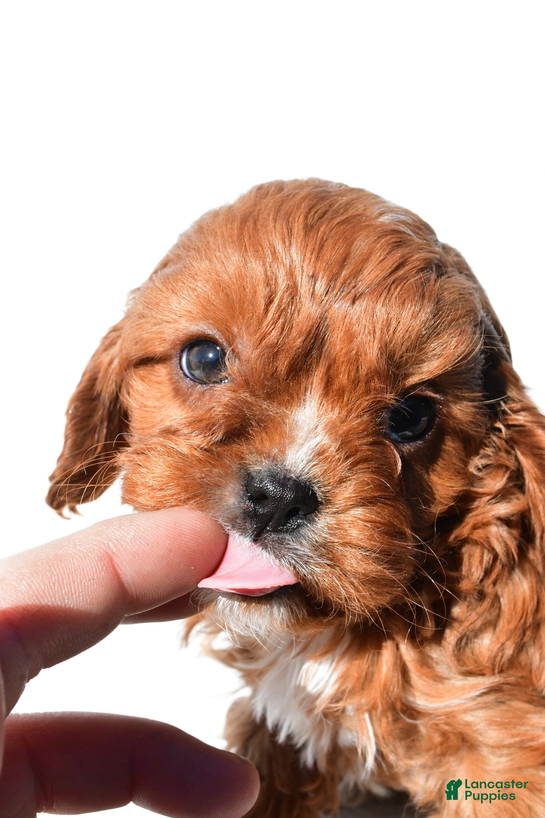 Cavapoo dogs Sage - Ad 2