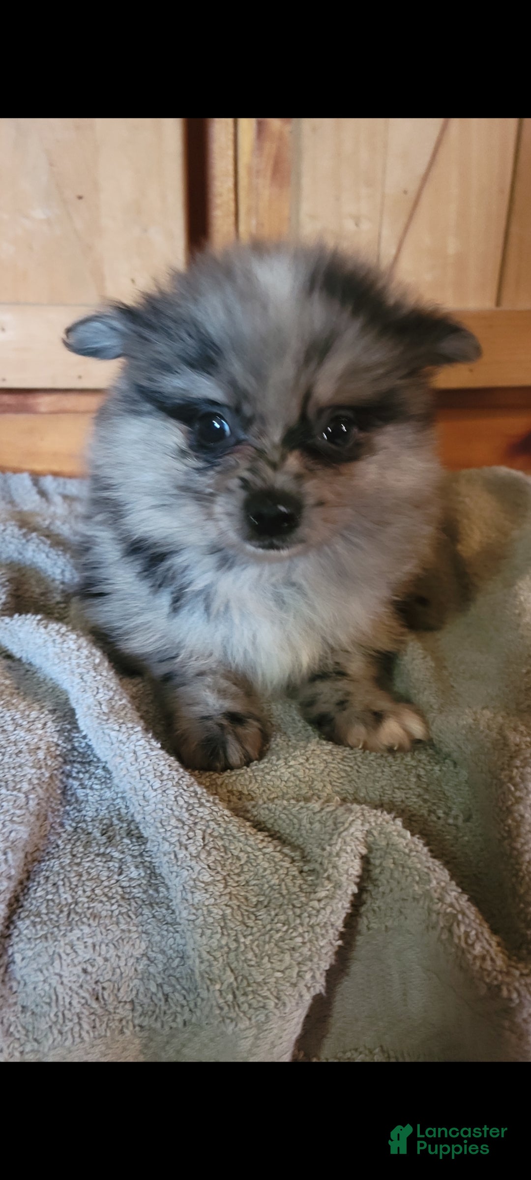 Pomeranian dogs Sis - Ad 1