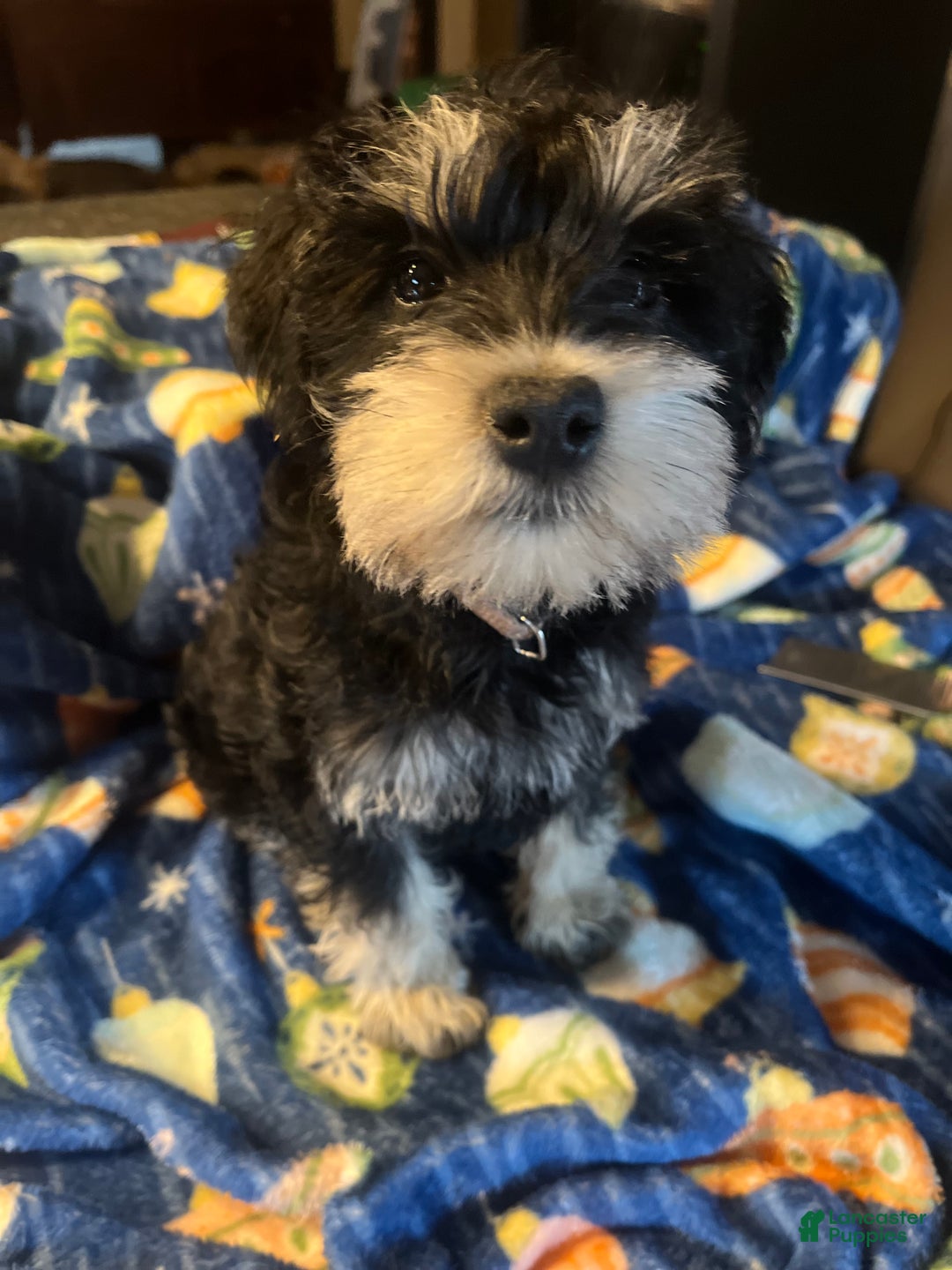 Miniature Schnauzer dogs for sale: Kali - Ad 12