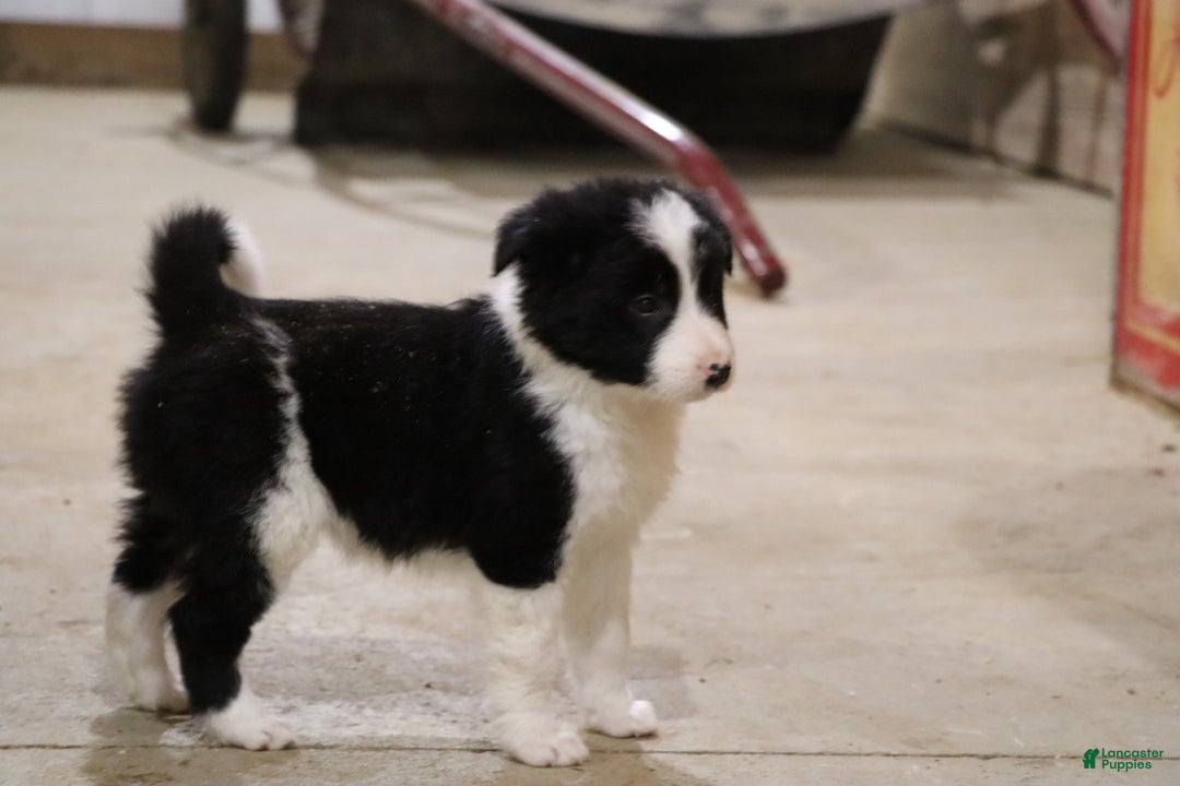 Border Collie dogs for sale: Border Collie Puppy 1 - Ad 3