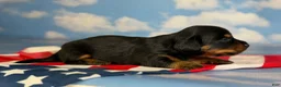 Miniature Dachshund dogs for sale: Akc Poppy LH DNA OFA  - Ad 2