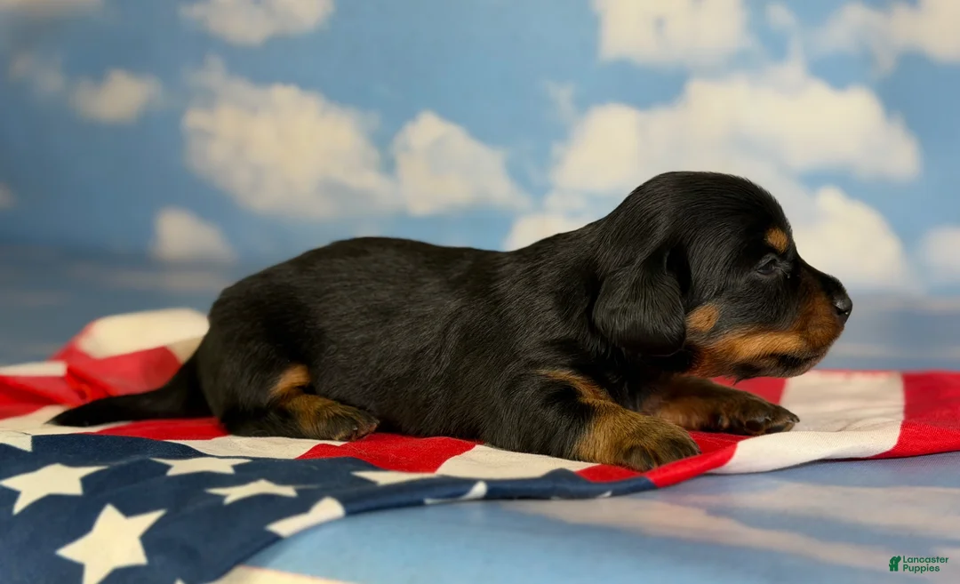 Miniature Dachshund dogs for sale: Akc Poppy LH DNA OFA  - Ad 2