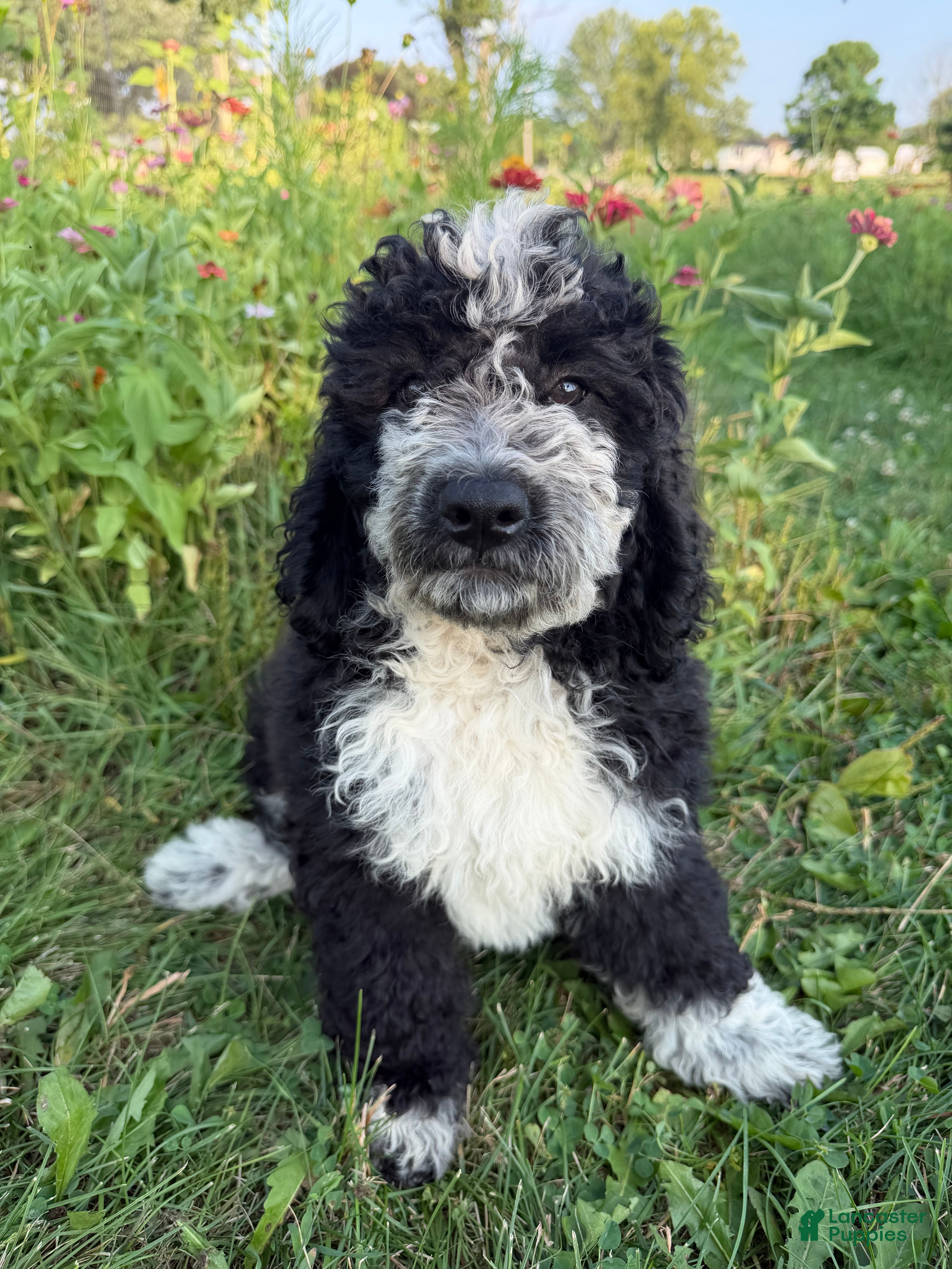 Bernedoodle dogs Birdie - Ad 1
