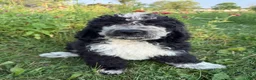 Bernedoodle dogs for sale: Birdie - Ad 1