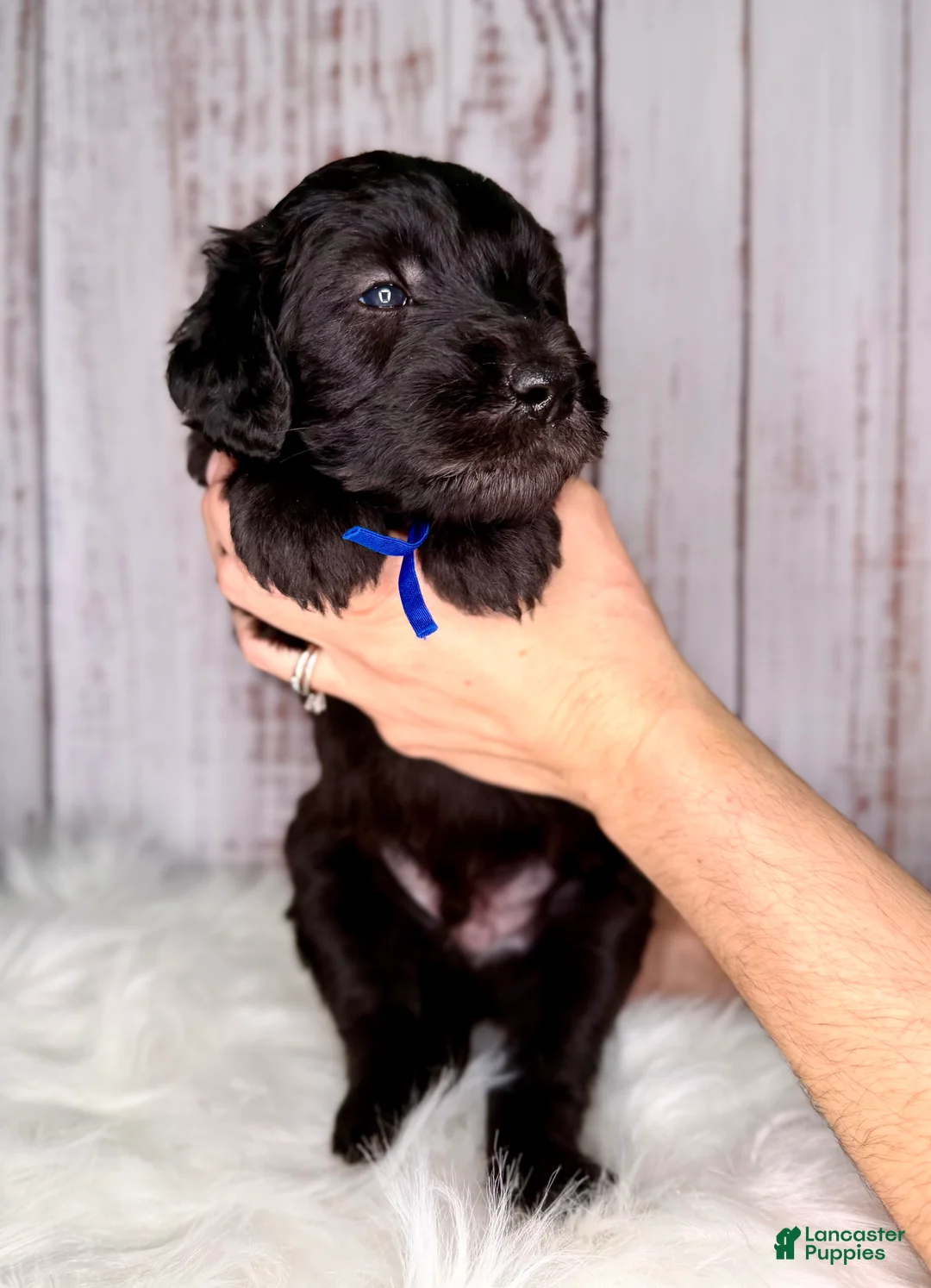 Goldendoodle dogs for sale: Goldendoodle Blue - Ad 2